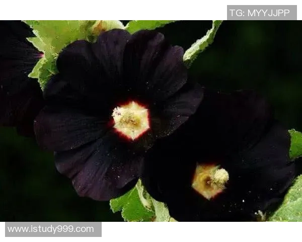 何思雨:在风雨中绽放的坚韧与希望之花 何思雨:在风雨中绽放的坚韧与希望之花