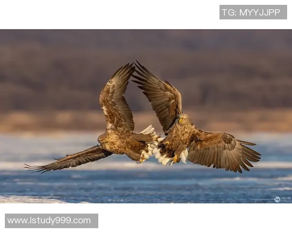 浦合与鸟稀的精彩对决揭示了球队实力与战术的较量与未来发展潜力